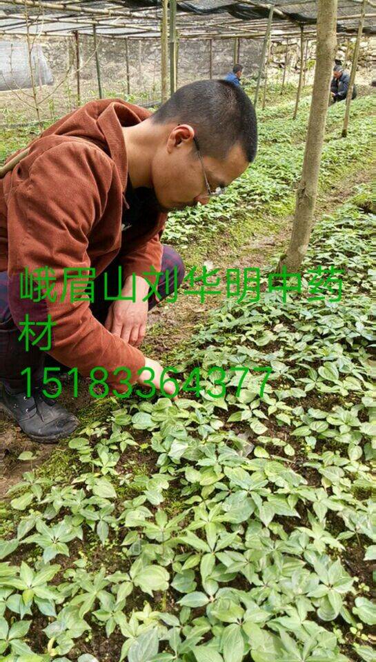 出售重楼种苗
