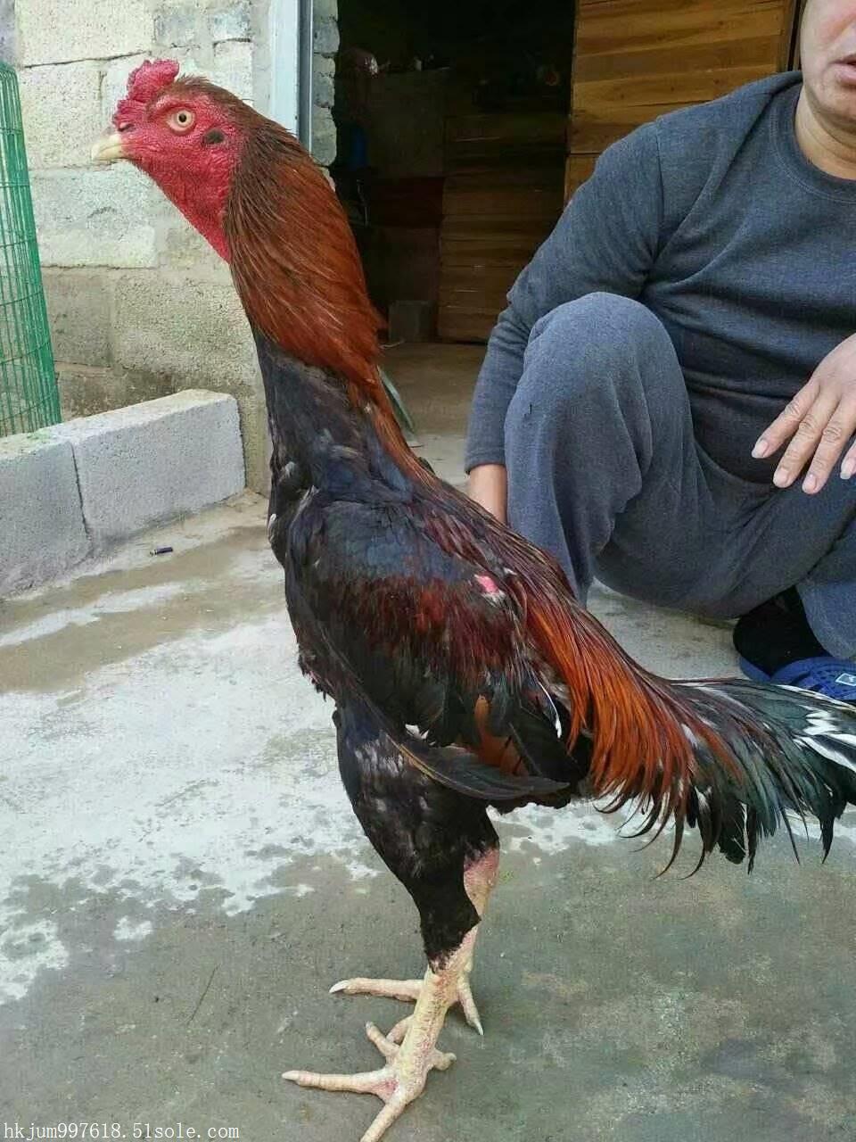 卖好看的斗鸡摩托艇一般能骑多远图片