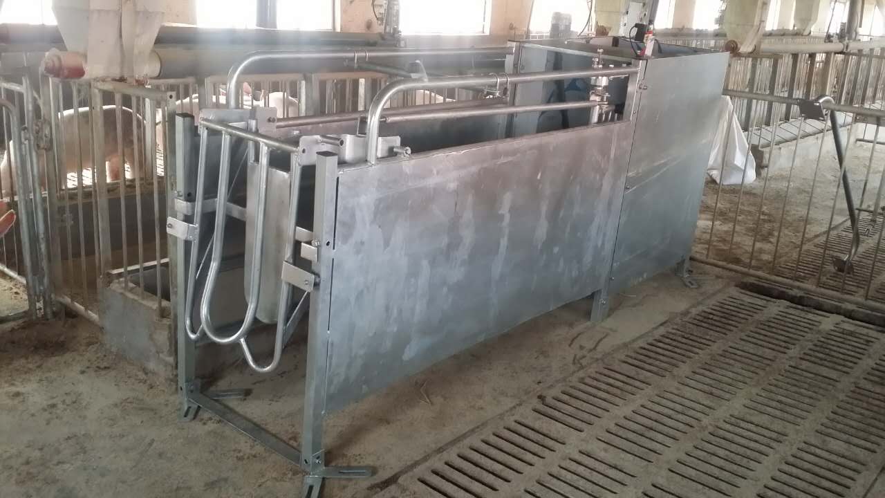 衡阳妊娠母猪饲喂系统 散养母猪饲喂系统