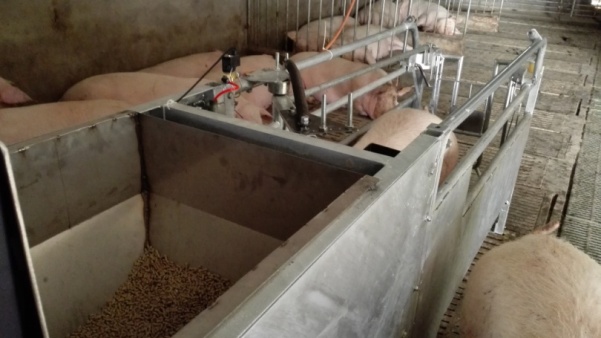衡阳妊娠母猪饲喂系统 散养母猪饲喂系统