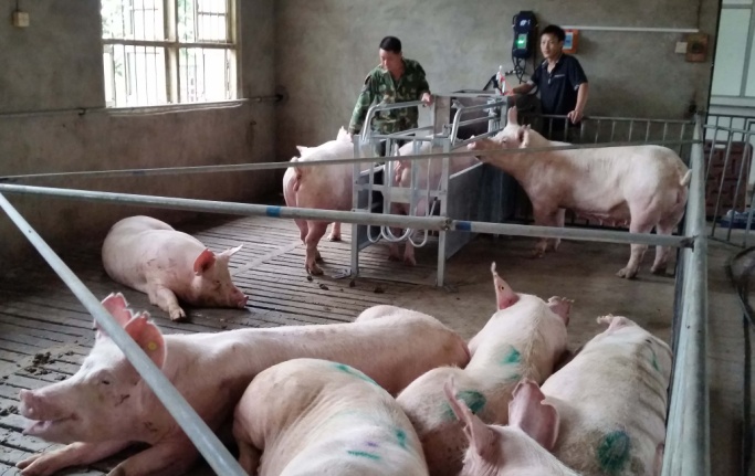 衡阳妊娠母猪饲喂系统 散养母猪饲喂系统
