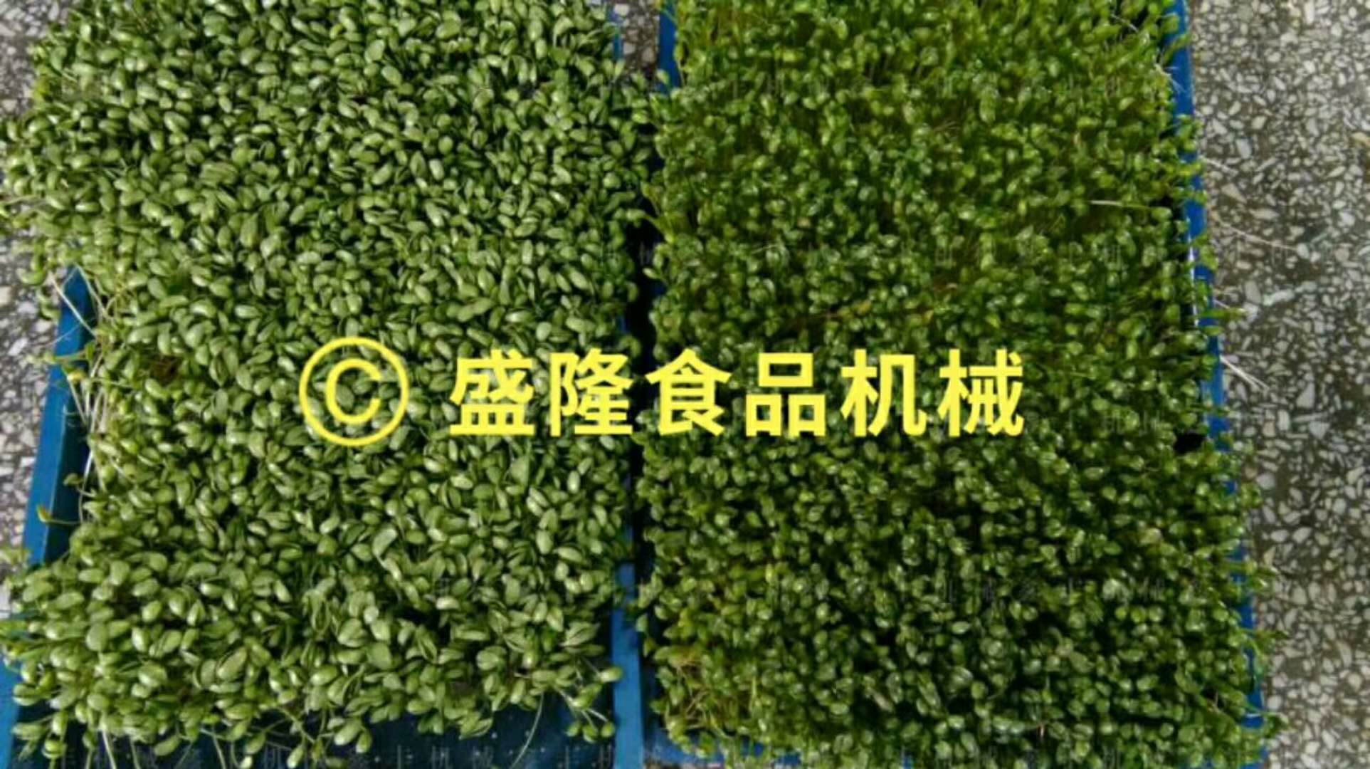 陕西咸阳豆芽机厂家直销豆芽机多少钱一台