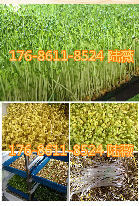 豆芽机买哪个牌子好陕西渭南豆芽机恒温