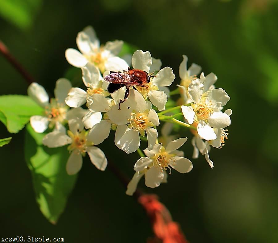 椴树花提取物10:1 菩提树花 椴树花浓缩粉 椴树花浸膏粉市场价格