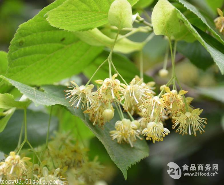 椴树花提取物10:1 菩提树花 椴树花浓缩粉 椴树花浸膏粉市场价格