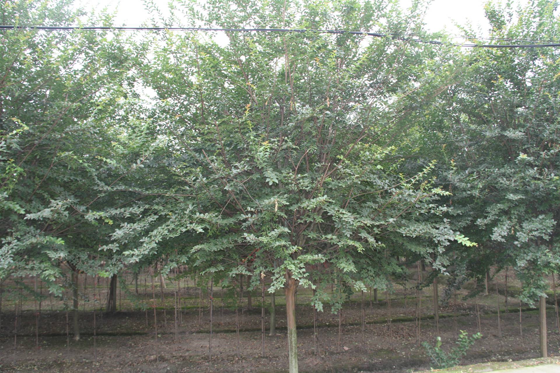 紫薇条子 植物花瓶编织条 紫薇价格