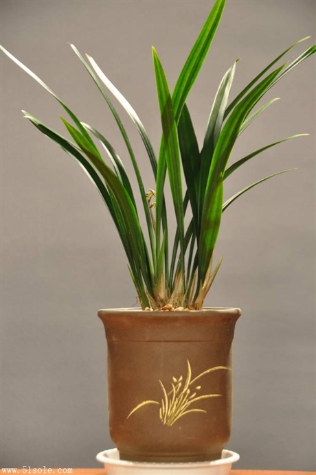 晋升高级兽医师畜牧师主任医师职称医学类图书