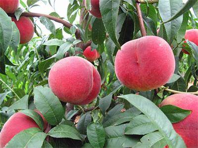 桃树品种苗批发