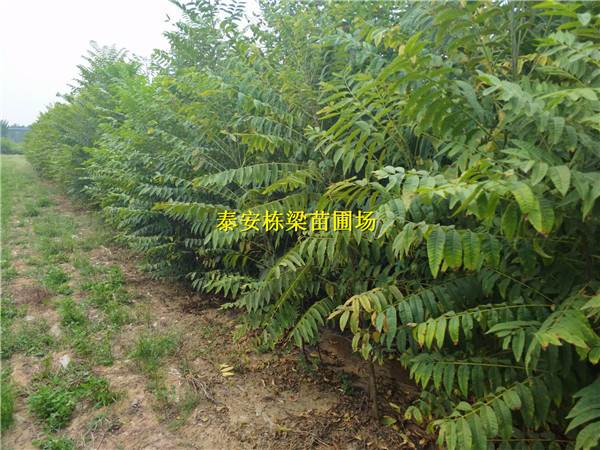 凉山州香椿苗基地 红油香椿苗批发