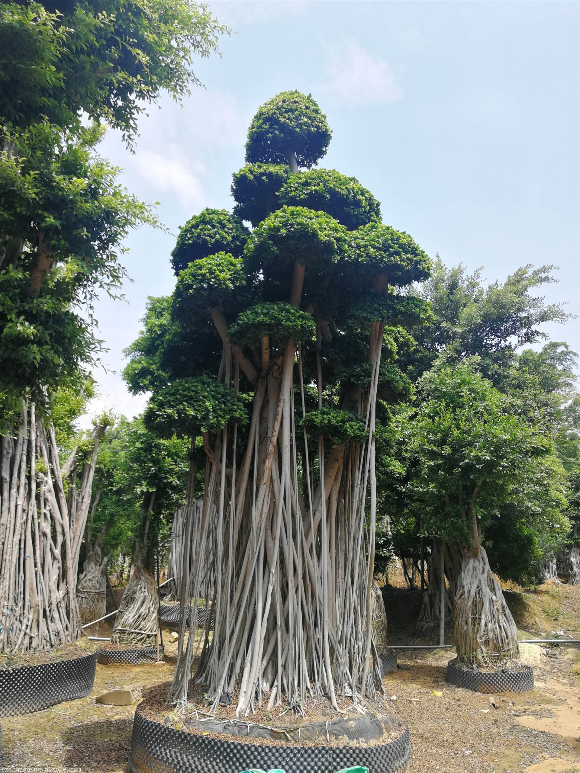 榕树桩头盆景(62张)