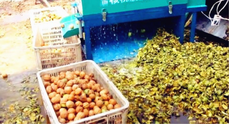小型家用青核桃剥皮清洗一体机
