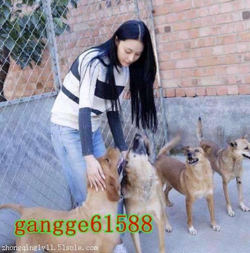 新手训狗的方法大全 训狗教程多少钱