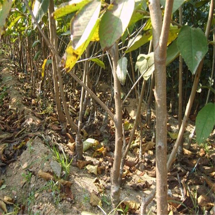 红冠樱桃树苗2019年价格 两年红冠樱桃树苗2