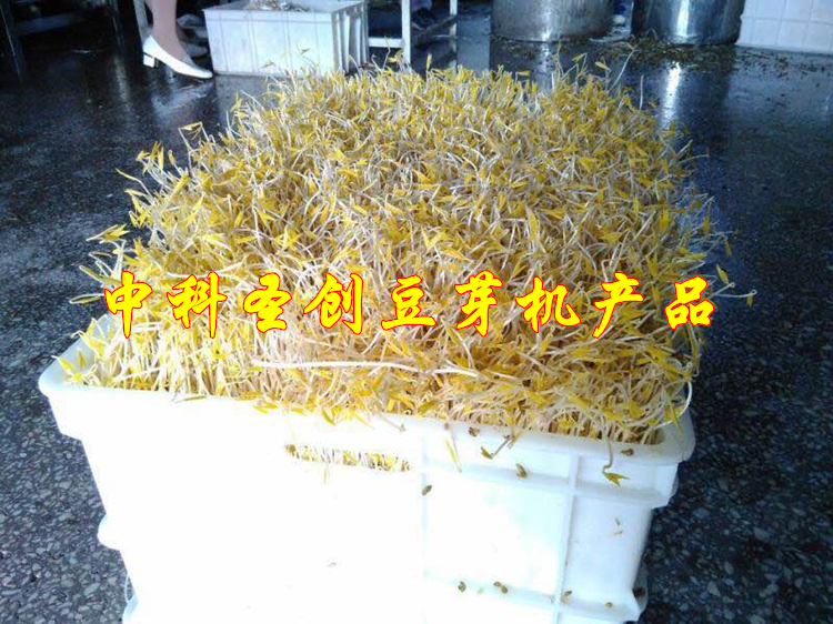 四川豆芽机多少钱一台 豆芽机什么牌子好用