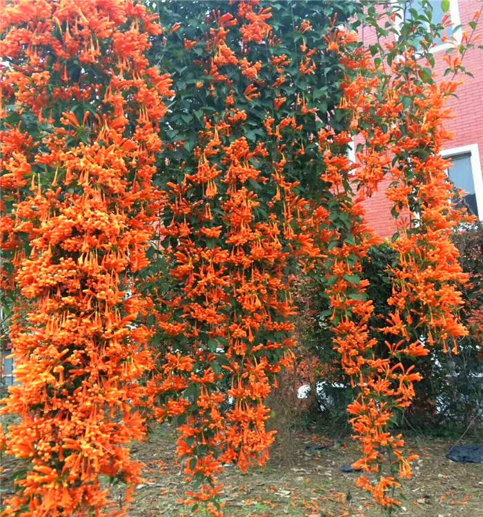 福建炮仗花苗炮仗花树苗炮仗花