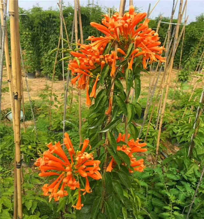 广东1米高油麻藤炮仗花爬藤植物