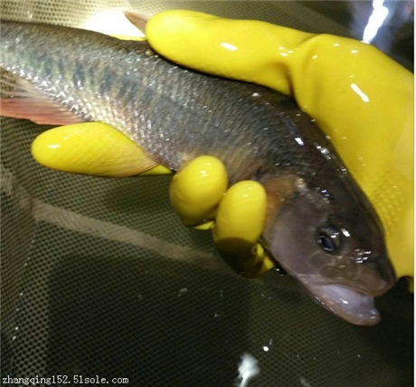 马口鱼苗怎么卖谁知道吗