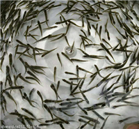 马口鱼苗怎么卖谁知道吗