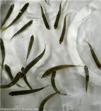 马口鱼苗养殖技术