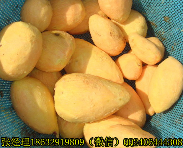 盐城多功能土豆去皮清洗机厂家供货