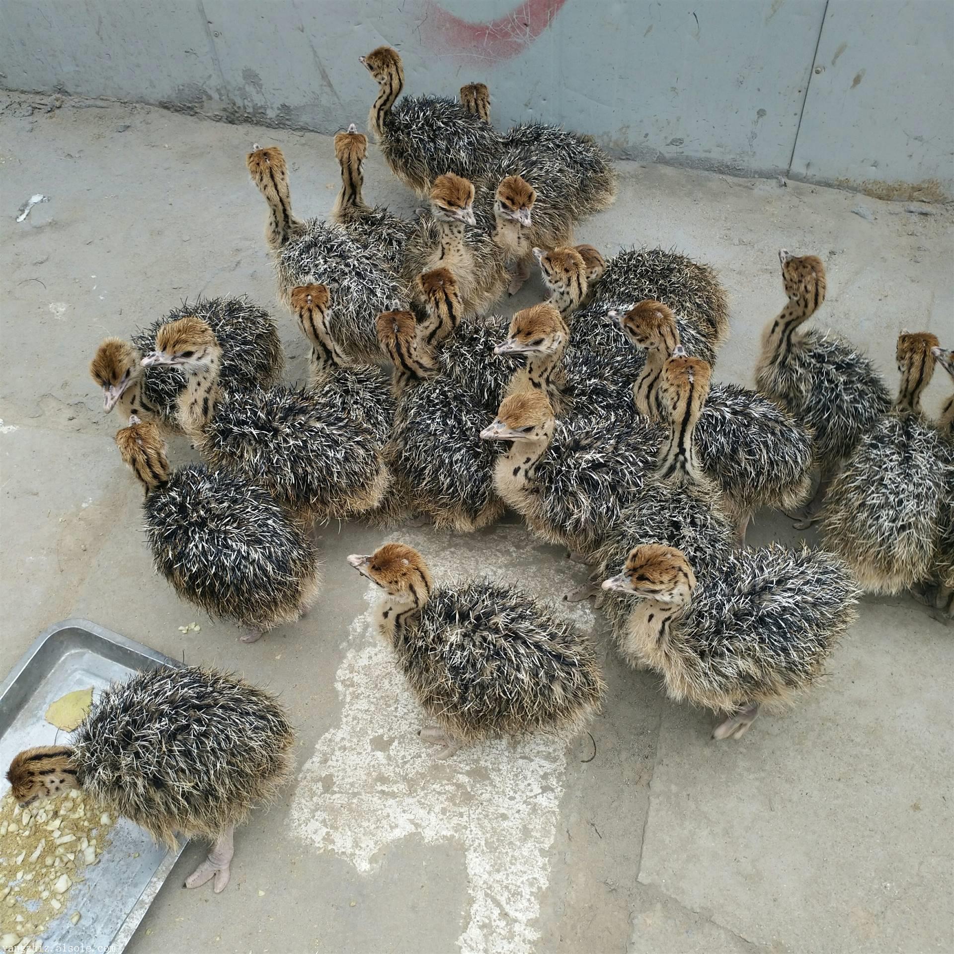 贵州鸵鸟养殖鸵鸟苗批发价格