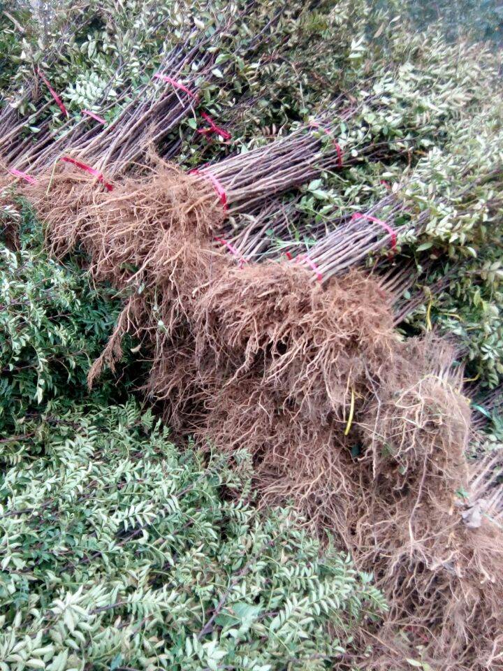 大红袍花椒苗批发价格 花椒苗出售价格 花椒小苗直销价格
