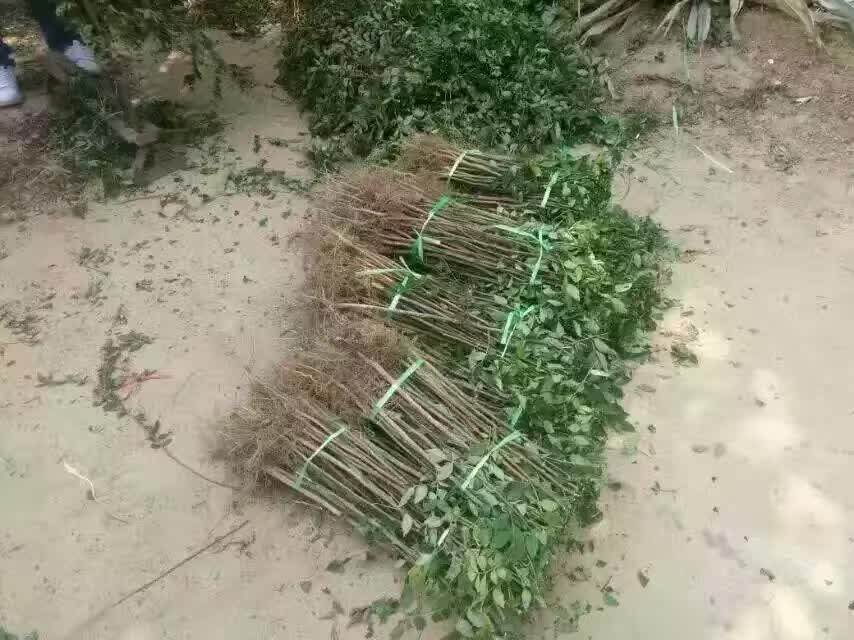 花椒苗 花椒苗什么价 花椒苗批发价格 花椒苗批发基地