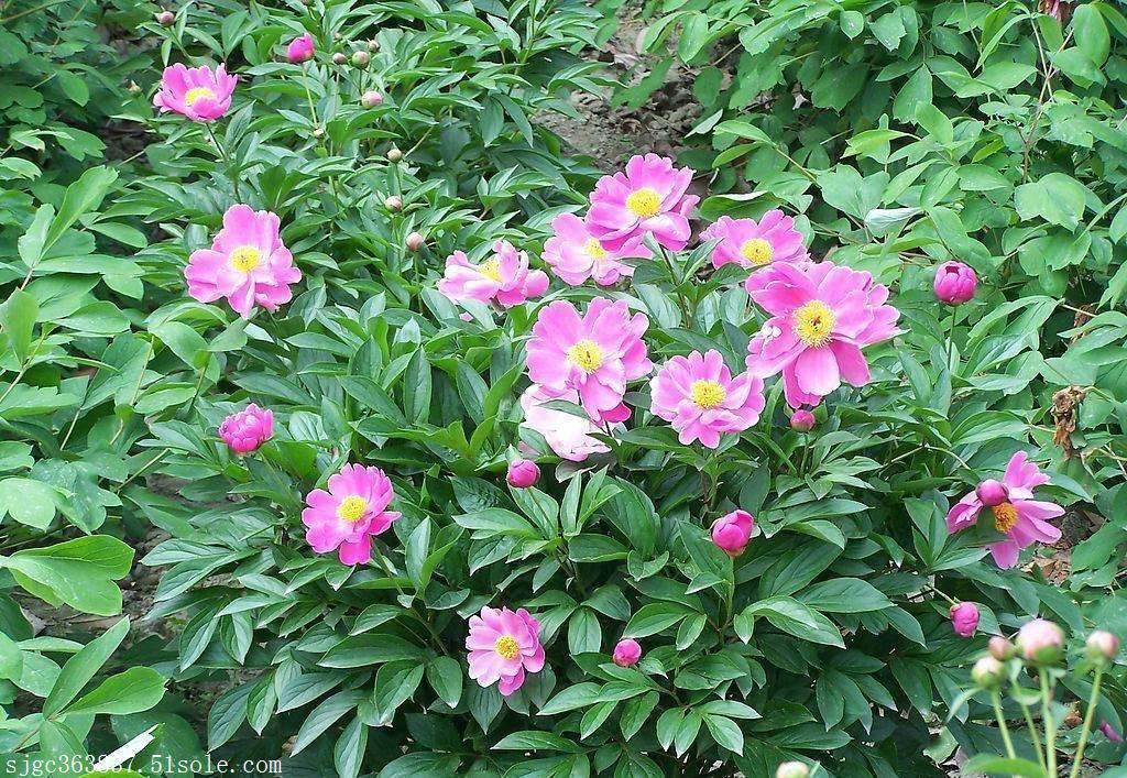 2018年赤芍种苗种植前景与效益分析