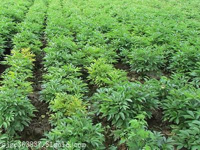 白芷种苗如何种植