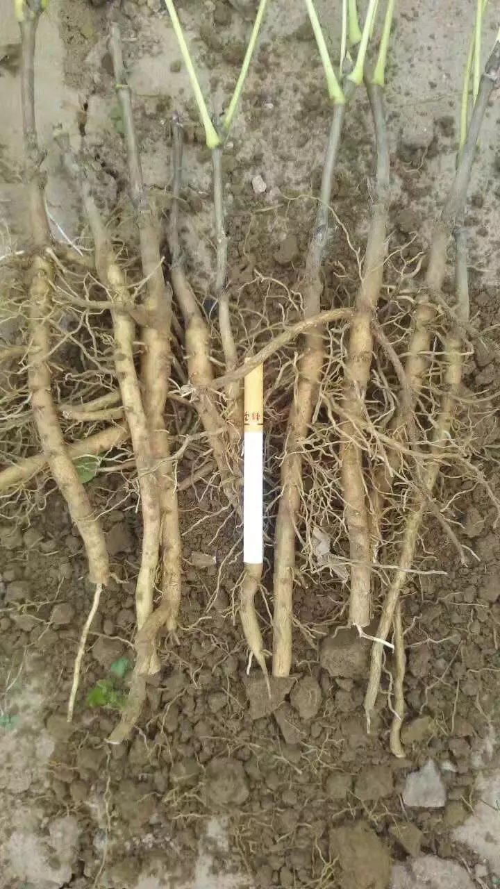 油用牡丹苗