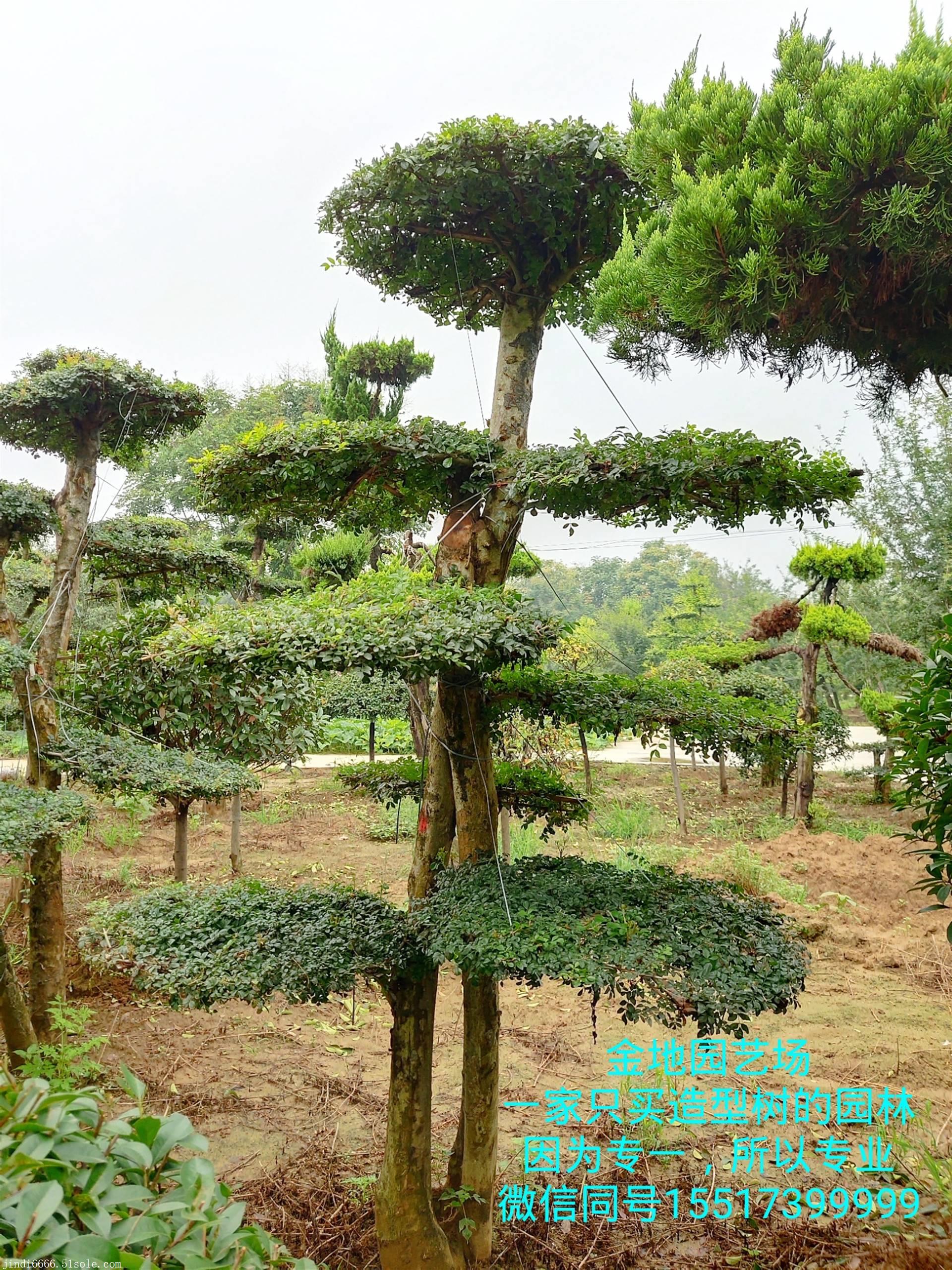 河南对节白蜡造型树生产销售基地