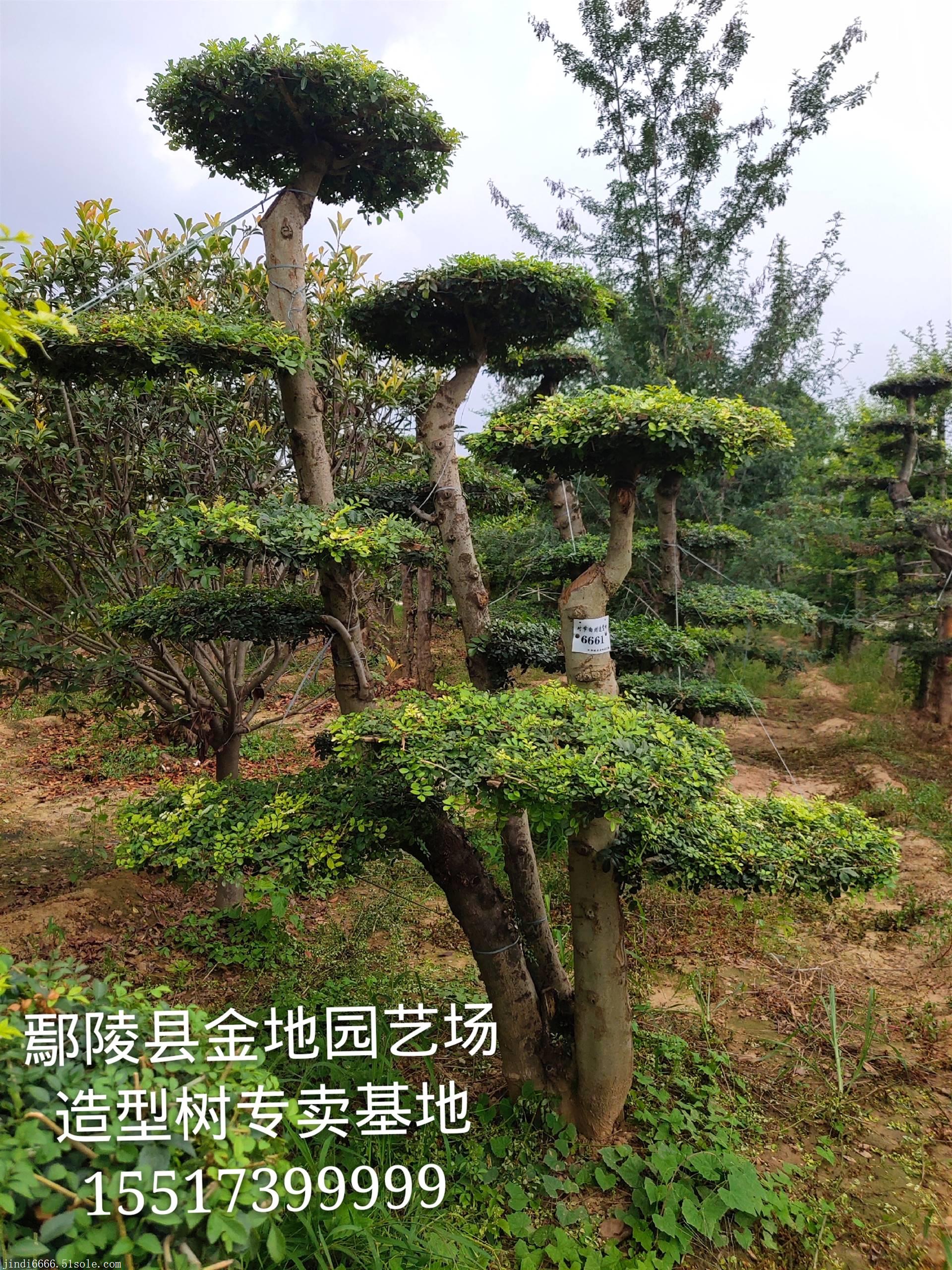 首页 苗木 落叶乔木 对节白腊 河南对节白蜡造型树生产销售基地