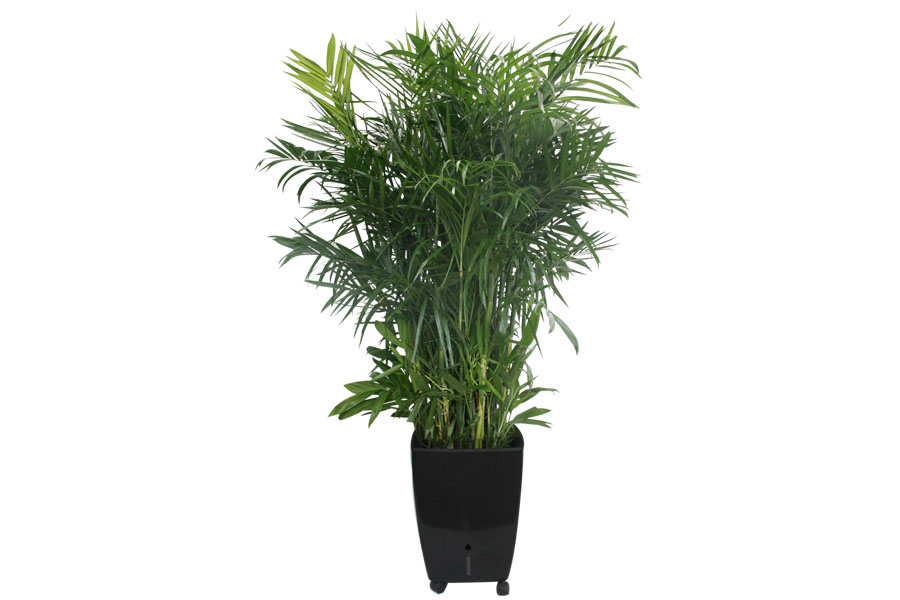 花里巴巴精品绿植夏威夷椰子
