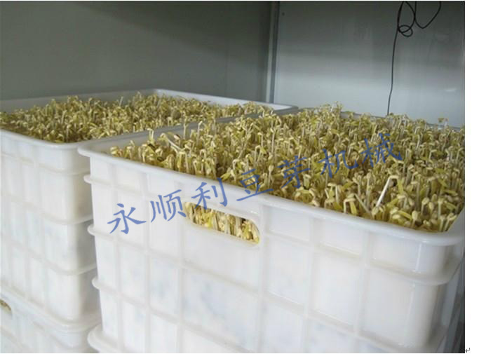 厂家直销洛阳全自动豆芽机大型商用豆芽机械