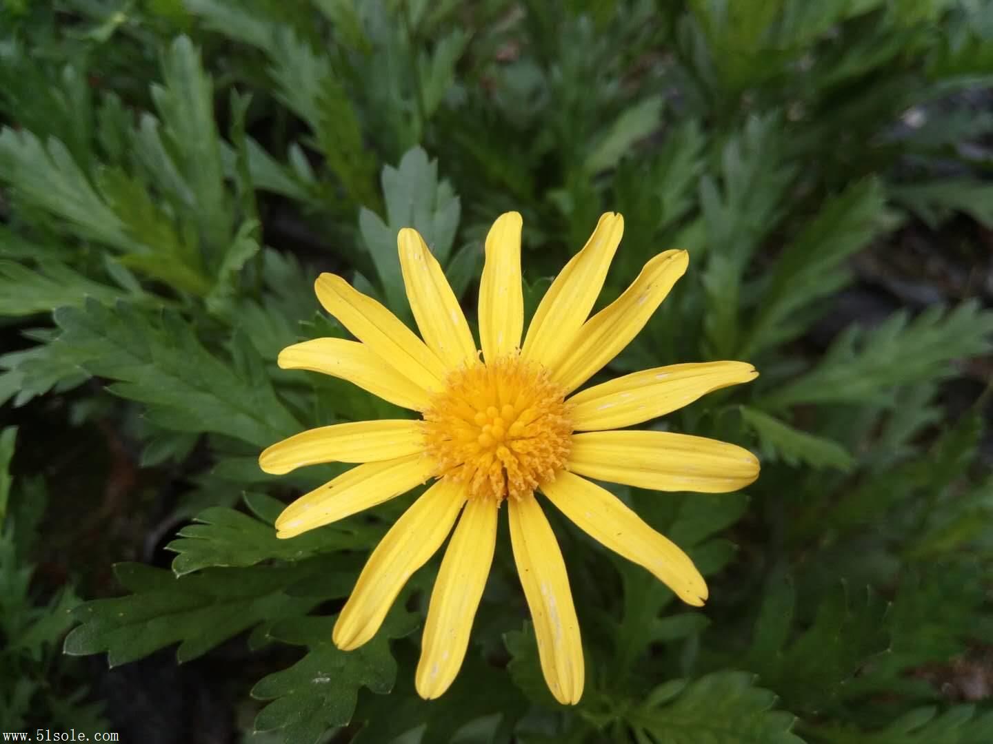 木春菊小苗价格 成都木春菊基地