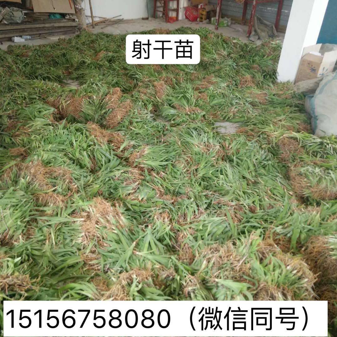 射干种植相对于其它药材较简单,大面积种植可以考虑育苗,小面积种植