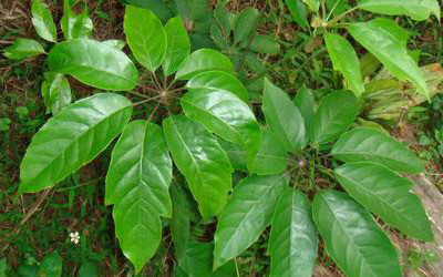 牡荆叶提取物 牡荆叶浸膏粉 牡荆叶提取液