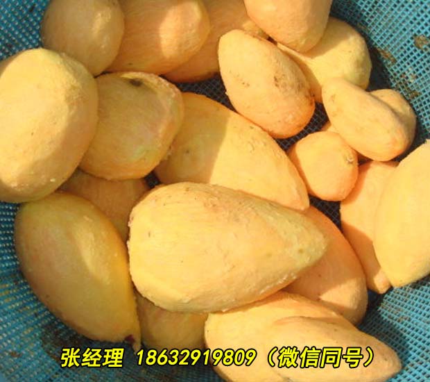 梅州全自动海蛎子清洗机厂家直供价格实惠