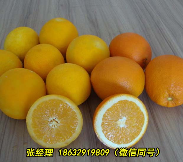 梅州全自动海蛎子清洗机厂家直供价格实惠