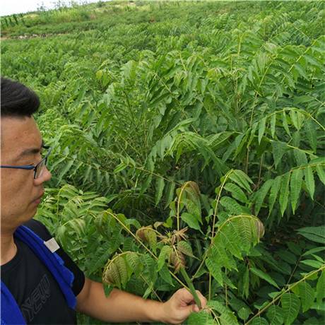山东1公分香椿苗批发价格