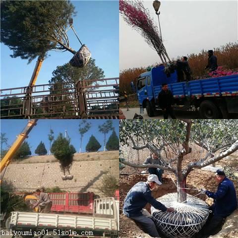 香椿苗基地怎么种植
