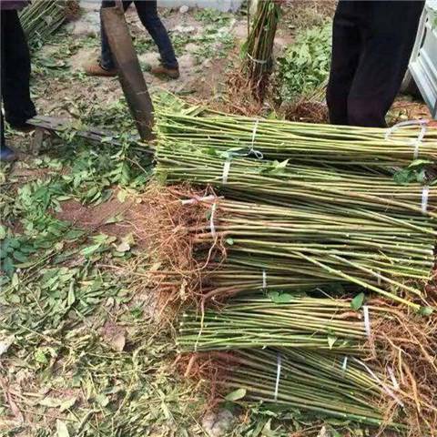 大棚用红油香椿苗批发价格