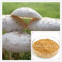 草菇多糖百分30 草菇提取物20:1 规格可定制 草菇速溶粉 草菇浸膏
