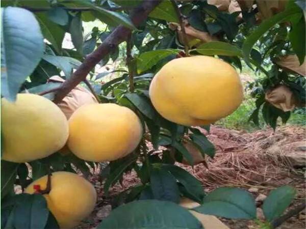川中岛桃树种苗试种推广