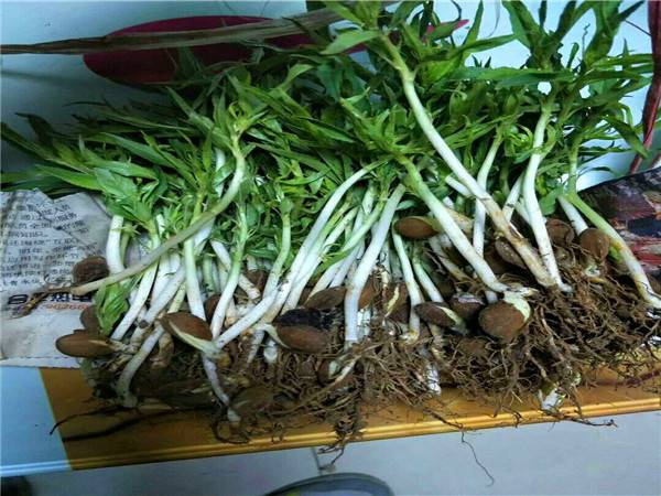 中油16号桃树苗种植规律