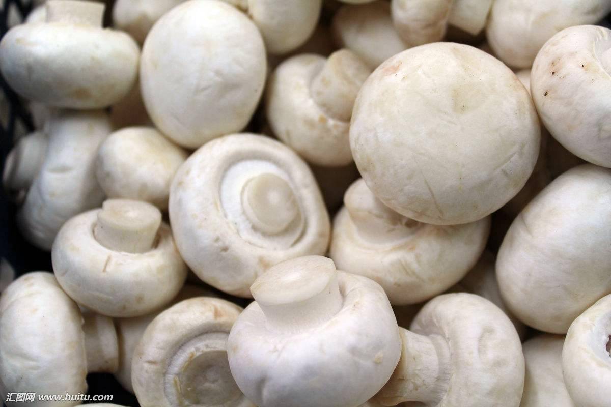 白蘑菇怎么做好吃