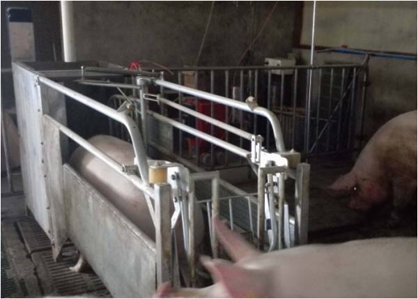 衡阳妊娠母猪饲喂系统 散养母猪饲喂系统