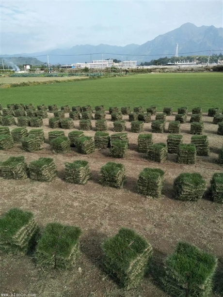 湘潭草皮,湘潭马尼拉草坪价格,湘潭草坪种植基地