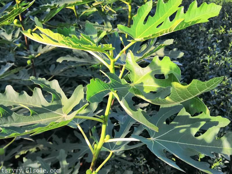 紫苏蕾斯无花果树苗培育要求