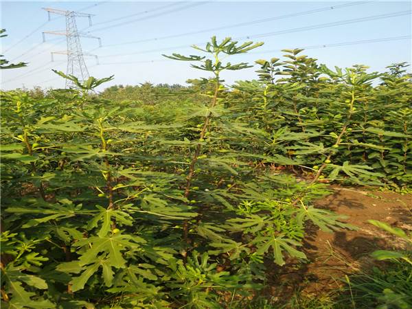 北京黄无花果苗成熟期 黄无花果苗挂果图片